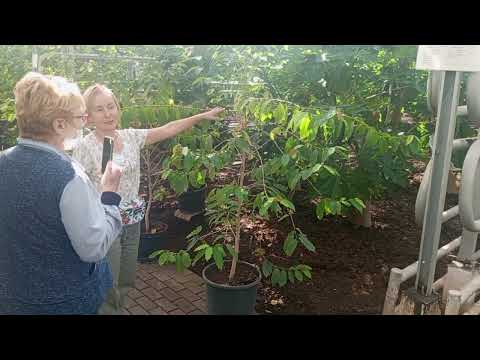 Видео: Самый крупный и необычный лимонарий. Лимонарий Уфа Республика Башкортостан