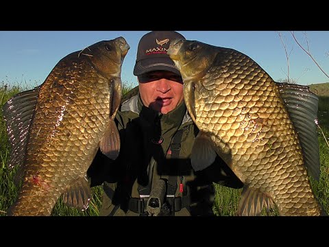 Видео: ЛЕСКА ЗВЕНИТ!!!СНАСТИ НА ПРЕДЕЛЕ!!!ЛОВЛЯ КРУПНОГО КАРАСЯ на поплавок. Рыбалка в камышах.