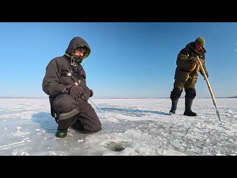 Видео: Тут СУДАКА як Плотви, Рибалка на судака, Судак на балансир