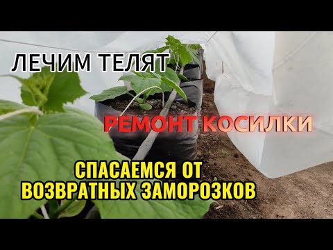 Видео: Спасаемся от возвратных заморозков.Лечим телят.Ремонт косилки.Подкормки в теплице.