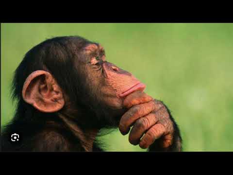 Видео: Тональность, лад и гамма — 100% Гарантия Понимания!