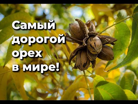 Видео: Когда заплодоносит орех пекан?