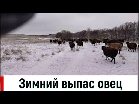 Видео: Зимний выпас овец