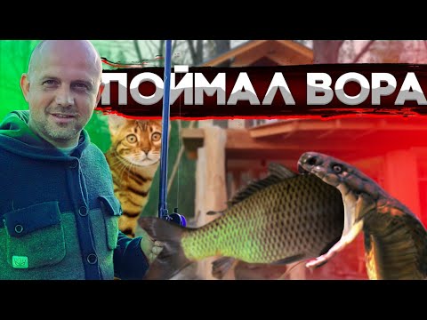 Видео: Поймали змею с золотой рыбкой в пасти . Наши собаки изменились до неузнаваемости .Уход за индюшатами