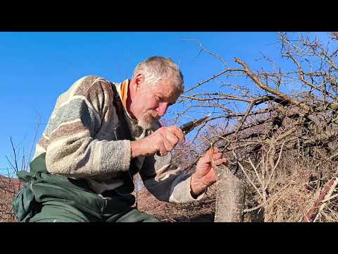 Видео: Ашладисване, Присаждане На Разцеп. Най-лесният, бърз и щадящ дървото начин! 😍