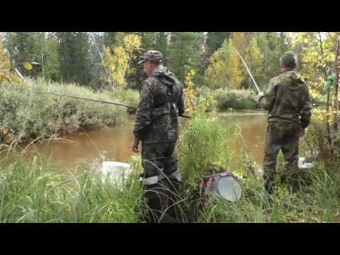 Видео: МОХТИК, СОРОГА ДЕРБАНИТ  НА КОЖДОМ ЗАБРОСЕ!!!  НА БАРСУКАХ ВСЕГДА И ВЕЗДЕ РЫБА КЛЮЕТ ХОРОШО!!!