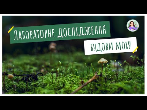 Видео: Лабораторне дослідження будови моху