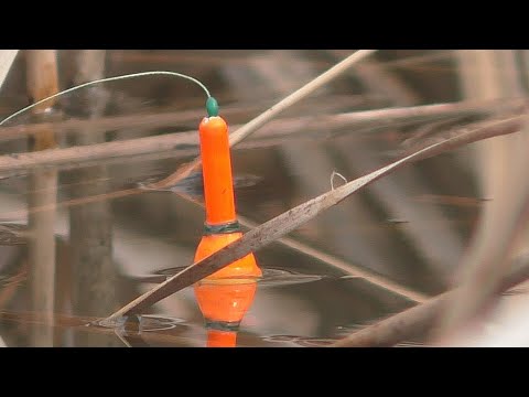 Видео: Рыбалка на поплавок в конце марта  Заставляю карася клюнуть