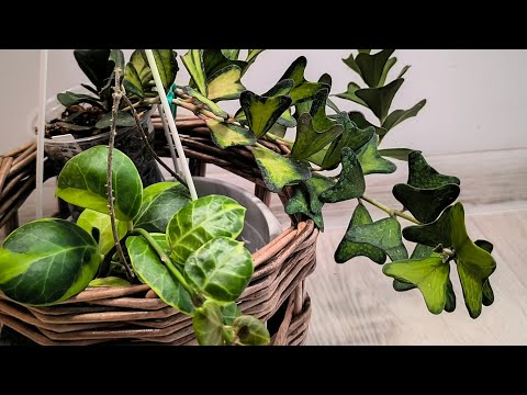 Видео: Хойи и их рост и развитие. 08.11.2025.