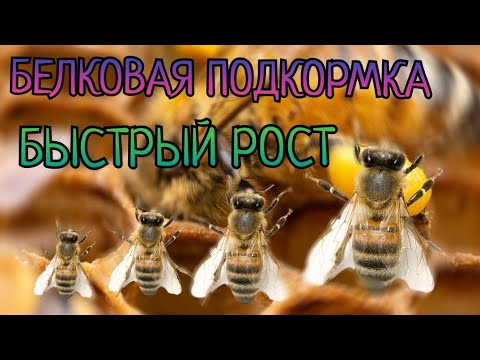 Видео: БЕЛКОВАЯ ПОДКОРМКА, БУРНЫЙ РОСТ, то что точно работает.