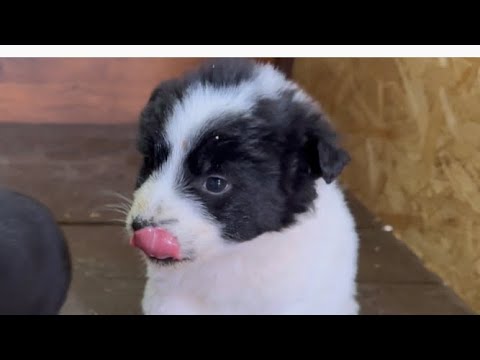 Видео: Приручаем диких щенков 