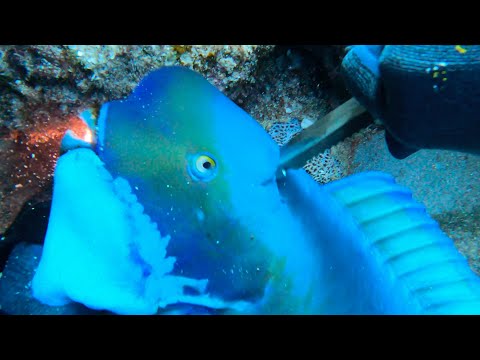 Видео: [No. 26] Поймать синего монстра во время фридайвинга и выставить его на аукцион