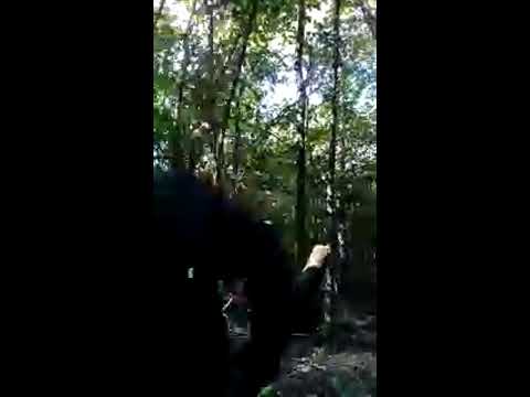 Видео: Осенний гриб.