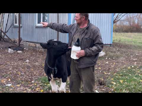 Видео: Місія доброго фермера – виростити биків по 2 тонни посеред нічого 🐂