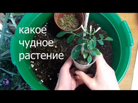 Видео: Муррайя метельчатая моя новинка