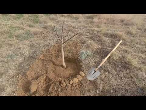 Видео: Посадка саженцев миндаля.(сорт:Форос,Никитский+1 грецкий орех)пас.Балаклава👍💪🌳