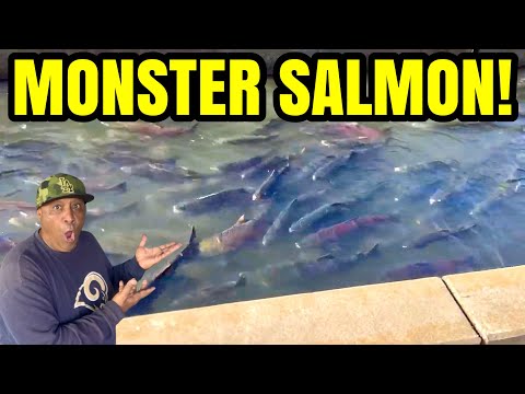 Видео: Рыбоводный завод Nimbus Fish Hatchery — это ЧУДЕСНО!