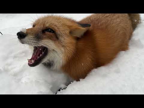 Видео: Алиса - лиса. Ругается, поздно выпустил