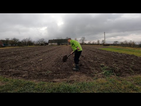 Видео: Моя технологія посадки озимого Часнику,яка перевірена роками.Посадка часнику на Поліссі