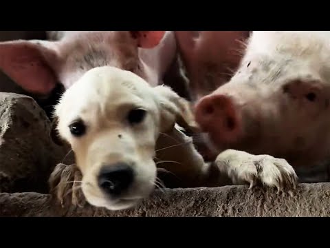 Видео: Маленький лабрадор живёт в свинарнике, голодный и подвергается нападениям.