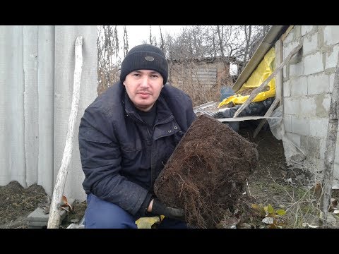 Видео: Маточный корень у малины