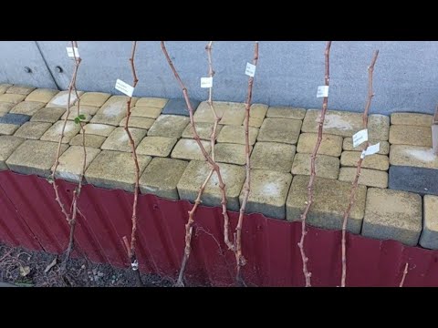 Видео: Розпакування нових супер сортів винограду ! 🍇🍇🍇