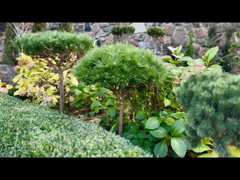 Видео: КАК УХАЖИВАТЬ ЗА ПЛОТНОЙ КРОНОЙ? СОСНА ЧЕРНАЯ “MARIE BREGEON” НА ШТАМБЕ! ЯПОНСКИЙ САДИК НА ФИНИШЕ!