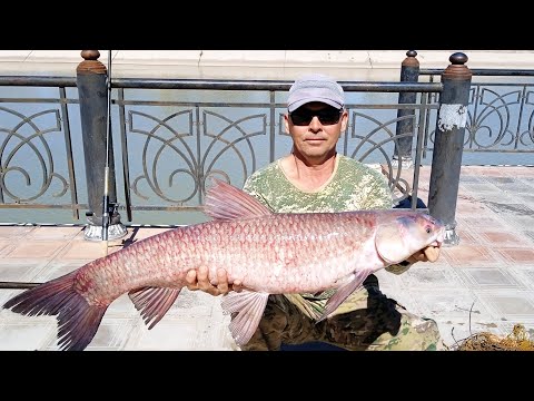 Видео: ГОРОДСКОЙ ЧЁРНЫЙ АМУР 🤟😀🦈🦈🦈