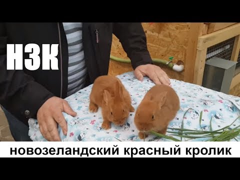Видео: НЗК НОВОЗЕЛАНДСКИЙ КРАСНЫЙ КРОЛИК