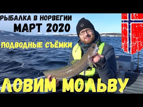 Видео: Рыбалка в Норвегии с лодки. Морская щука. Подводные съёмки. Ловля мольвы. Норвегия. Рыбалка.