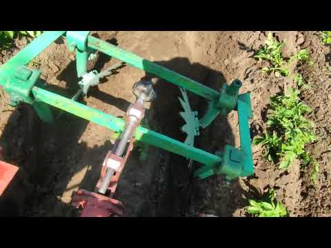 Видео: Второе ОКУЧИВАНИЕ ЗУБАТИКАМИ.