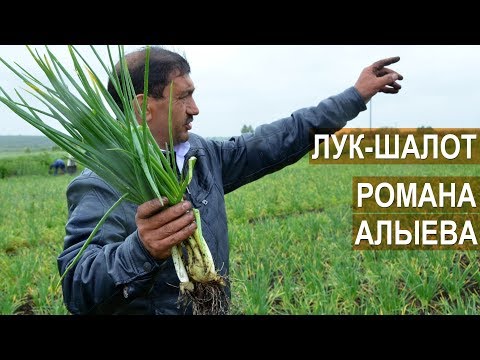 Видео: Выращивание и сбыт лука-шалот. Фермерское хозяйство Романа Алыева