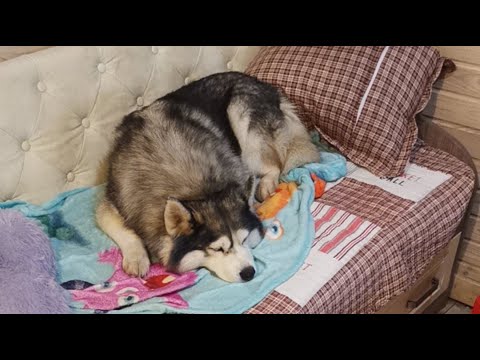 Видео: сытые пятничные 10 #хаски