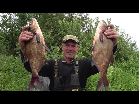 Видео: Вилейские лещи. Рыбалка на донки с сигнализатором поклевки. Поймал и съел. Рыбалка в Беларуси.