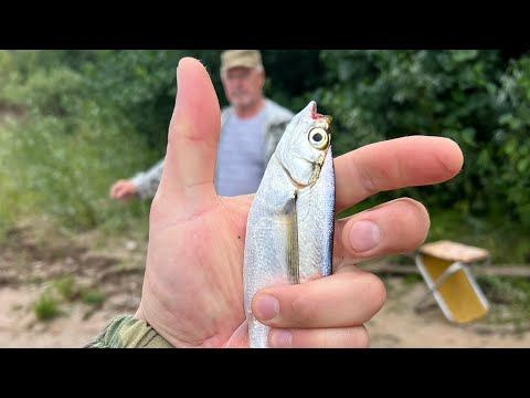 Видео: "Резинка" снасть на которую мы ловим чехонь.