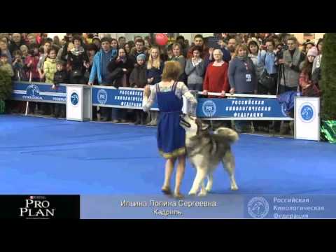 Видео: Евразия 2013 Ильина Полина "Кадриль"