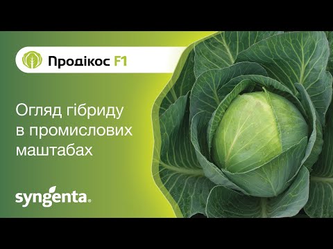Видео: Капуста Продікос — для людей, які прагнуть заробляти!