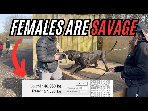 Видео: Почему самки собак иногда сильнее самцов — тест на силу укуса