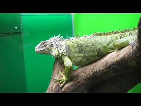 Видео: Ящерицы в Ленинградском зоопарке. Руссо туристо-46