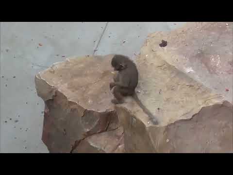 Видео: Гамадрилы переехали! Парк львов Тайган ❤️ 