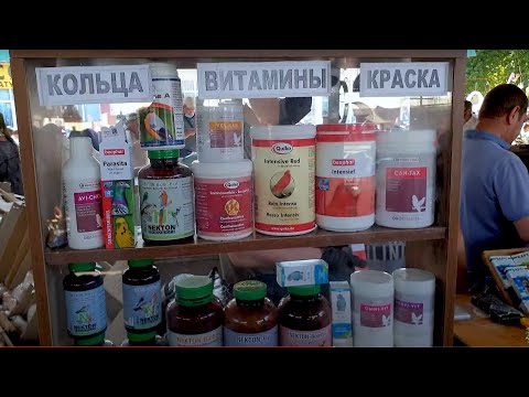 Видео: Тошкент қуш бозори: Аксессуарлар 29.05.21 Ташкент птичий рынок аксессуары для птиц