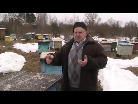 Видео: КАКУЮ ПОРОДУ ПЧЁЛ ВЫБРАТЬ?