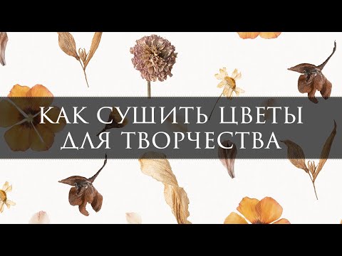 Видео: Как сушить цветы? 🌺 Где взять сухоцветы?