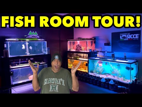 Видео: Экскурсия по рыбной комнате *TIKI LOUNGE