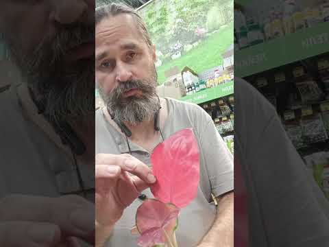 Видео: Аглаонемы. 14 сортов