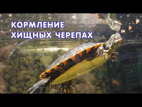 Видео: Кормление хищных черепах