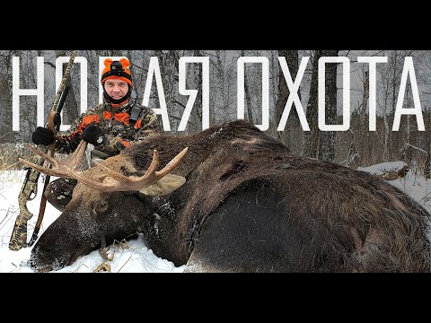 Видео: ЗАГОННАЯ ОХОТА НА ЛОСЯ! ВЗЯЛИ 2 ЛОСЯ ДО ОБЕДА!!!