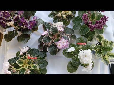 Видео: Пестролистные фиалки, особенности пестролисных сортов