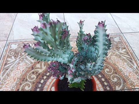 Видео: ЭУФОРБИЯ ЛАКТЕЯ КРИСТАТА. ПЕРЕСАДКА И УХОД