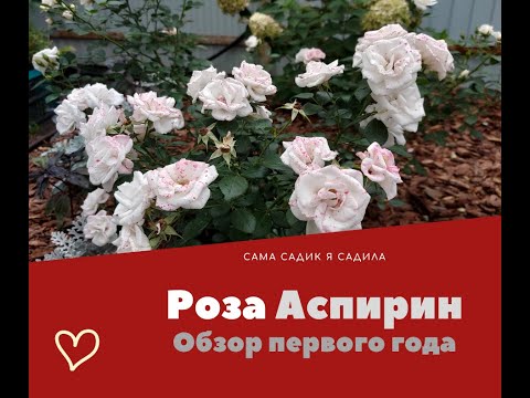 Видео: Роза Аспирин. Первый сезон после посадки.
